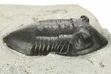 Inflated Isotelus Trilobite - Walcott-Rust Quarry, NY #269707-2